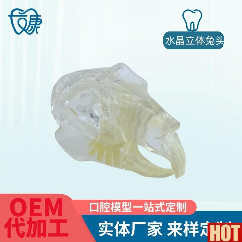 物牙齿模型透明狗牙猫牙E口腔犬牙教学演示动物倒模具猫兽医包邮