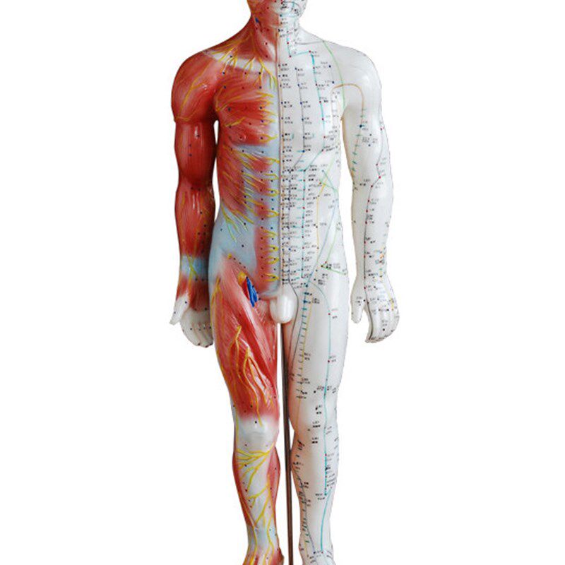 55CM男性针灸带肌肉解剖模型 人体针灸 中医经络.穴位模拟人