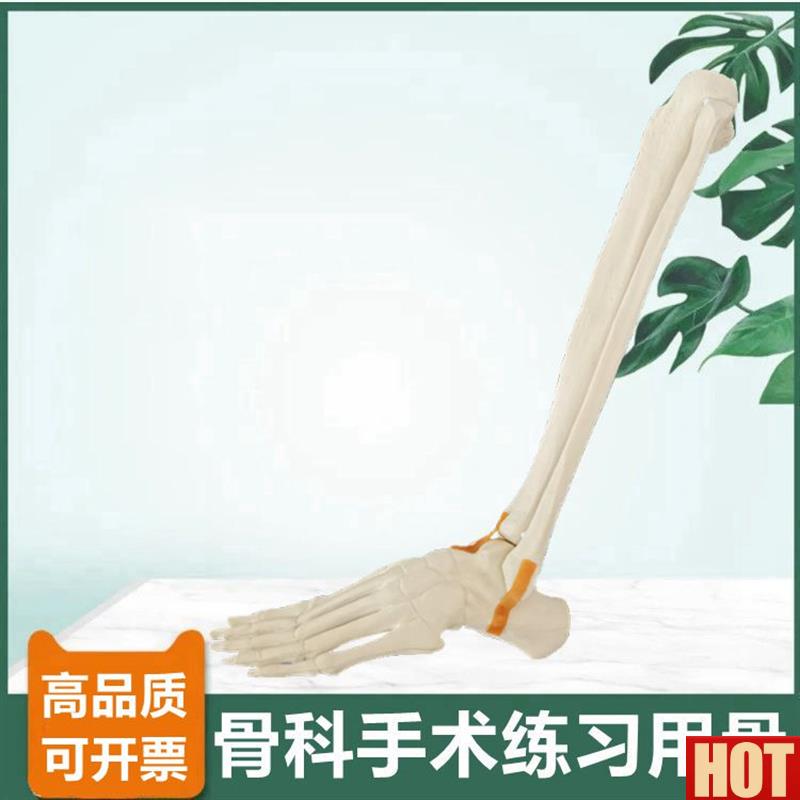 真踝关节模型手术练习用假骨胫腓骨足j骨跟骨临床骨科医生考试用