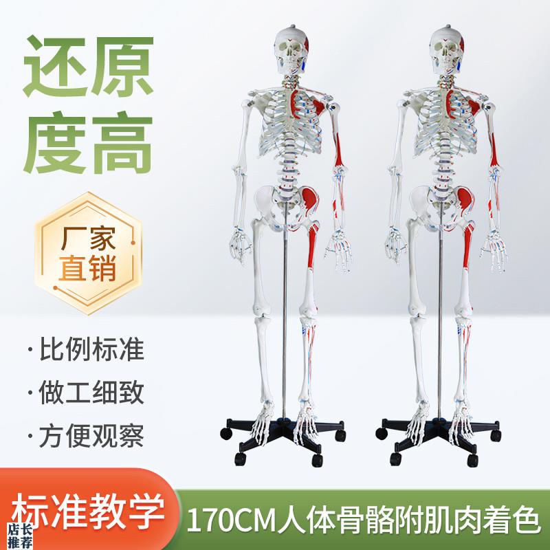 170CM医学h全身人体骨骼模型骨盆瑜伽关节可拆卸解剖肌肉结构骨架