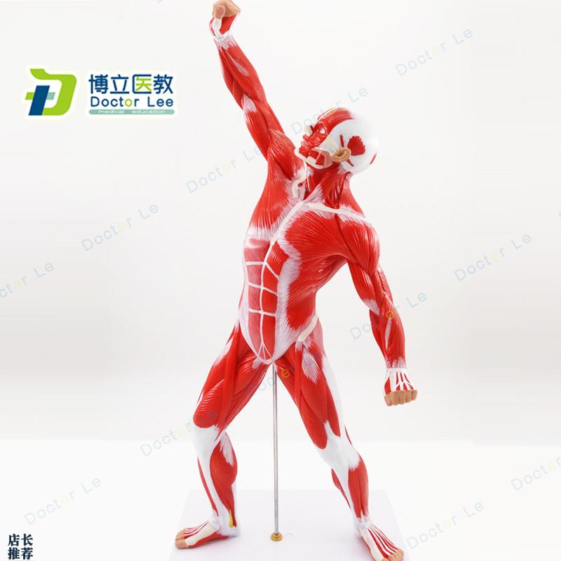 人体全身a肌肉运动模型浅层肌肉解剖运动系统肌肉人体模型美术医