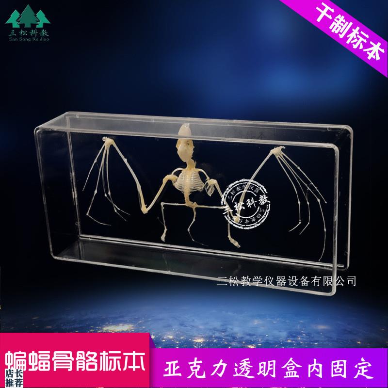 蝙蝠骨骼标本脊椎动物骨骼标本教学收藏中小学幼教X配套生物科普