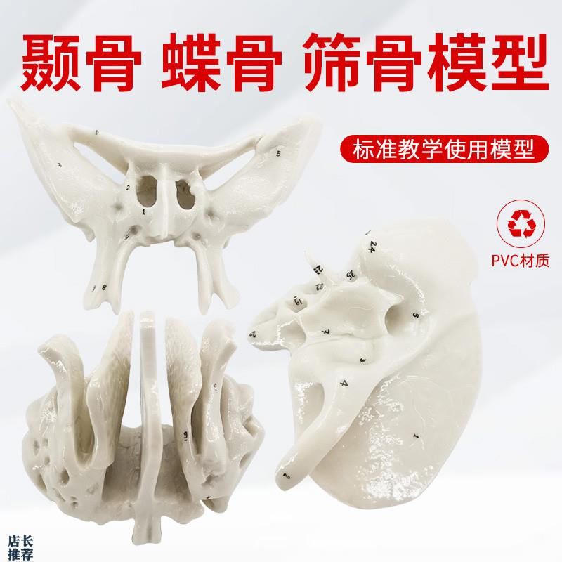 颞骨蝶骨筛骨放大骨骼模型人体骨骼解剖模型骨科X医学骨骼教具
