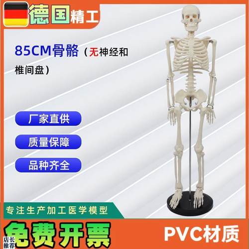 人体骨骼模型85CM骨骼合集生Z物教学模型