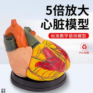 高级5倍放大心脏解剖模型心脏放大解剖模型心内X科教学带标识