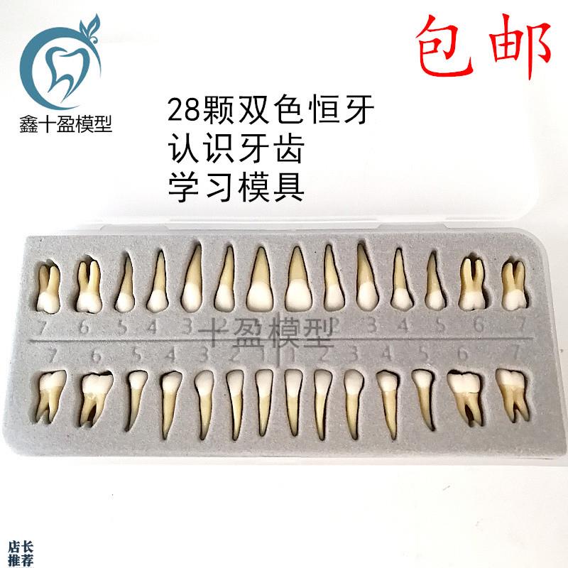 牙科材料28颗双色l恒牙有牙根离体牙模型成人全口标准牙齿模型702