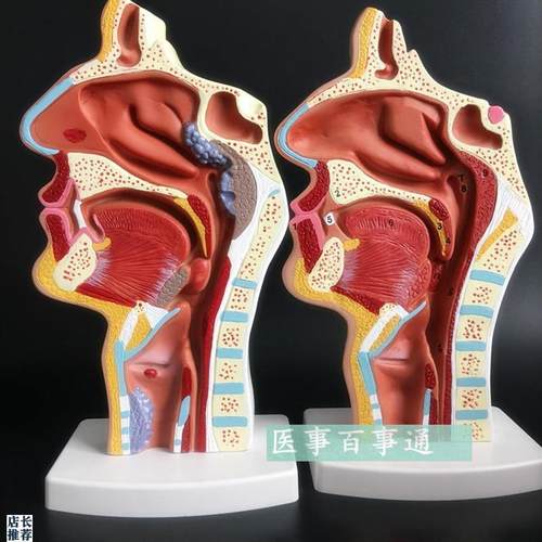 教学仿真鼻腔模型咽喉解剖鼻咽腔C标本耳鼻喉科内侧面血管神经教