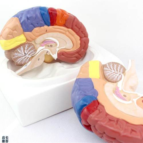 ENOVOc颐诺医学大脑皮质功能分区模型人体大脑模型组织解剖布罗德