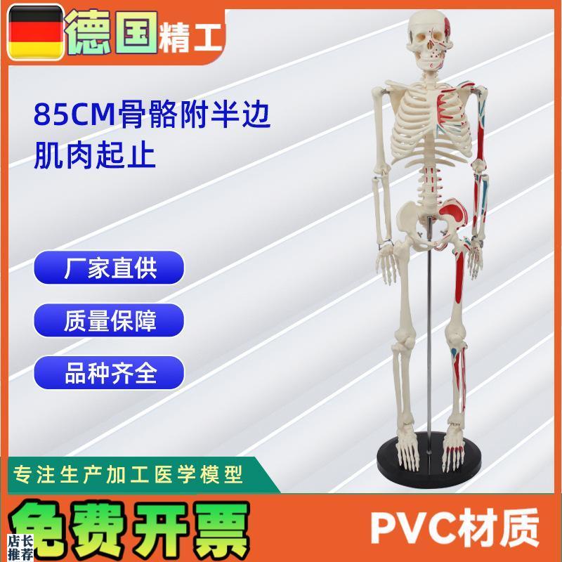 85CM附半身肌肉起止点骨骼模型O医药教学骨骼模型