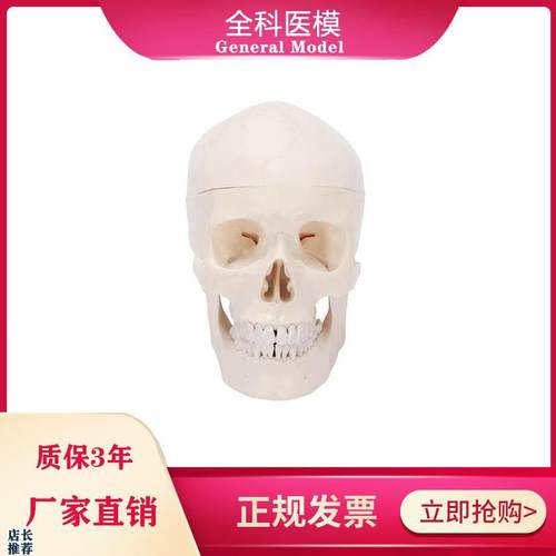 自然大头骨模型人体头颅骨标本骨缝线解剖结构R教学展示仿真骷髅