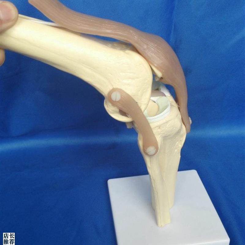 包邮人体膝关节骨骼功能模型骨E架股骨头胫骨教学医用讲解