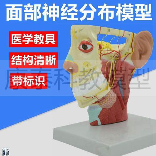 面神经模型e头颈解剖肌肉血管面颊部整形美容医生头颈动脉静脉医