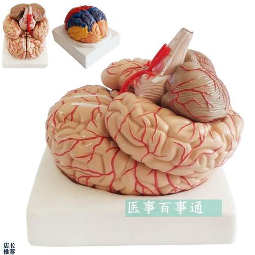 人脑解剖模型h脑结构模型大脑模型脑动脉模型脑血管分布脑型
