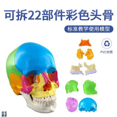 彩色可分解e头颅骨可拆头颅模型可拆分22件教学头骨模型医学教学