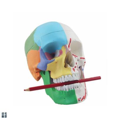 康泰教具成人1比1颅骨肌肉起止点仿真头骨口腔Q牙医素描解剖展示