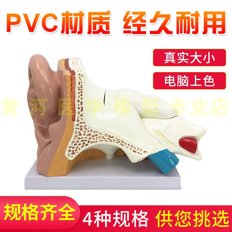 耳解剖模型人体i耳朵模型3倍放大中耳模型人体器官解剖助听器展示