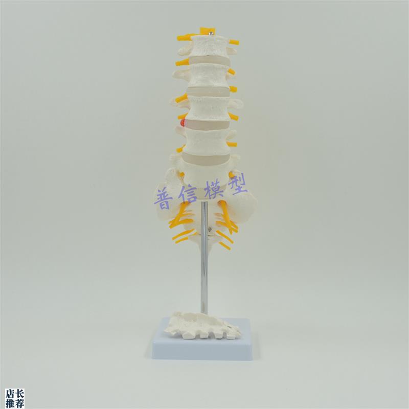普信腰椎带尾椎脊神经模型骨z骼骨架模型脊椎解剖模型尾骨可视