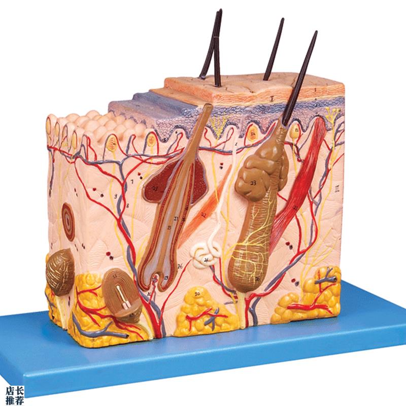 皮肤组织结构放大模型