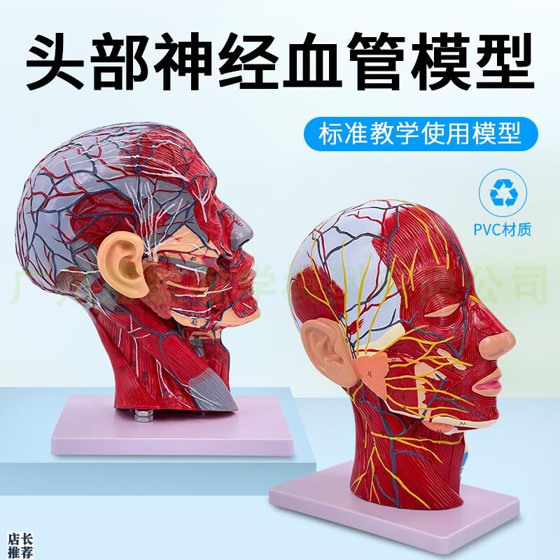 人体头骨带肌肉浅表神经s血管模型美容面部微整头部正中矢状切面