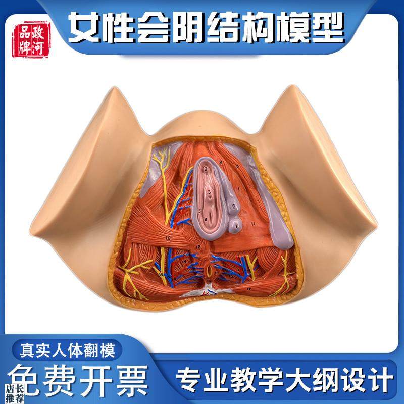 政河女性会阴器官结构解剖模型人体生殖I构造讲解医院学校教学用