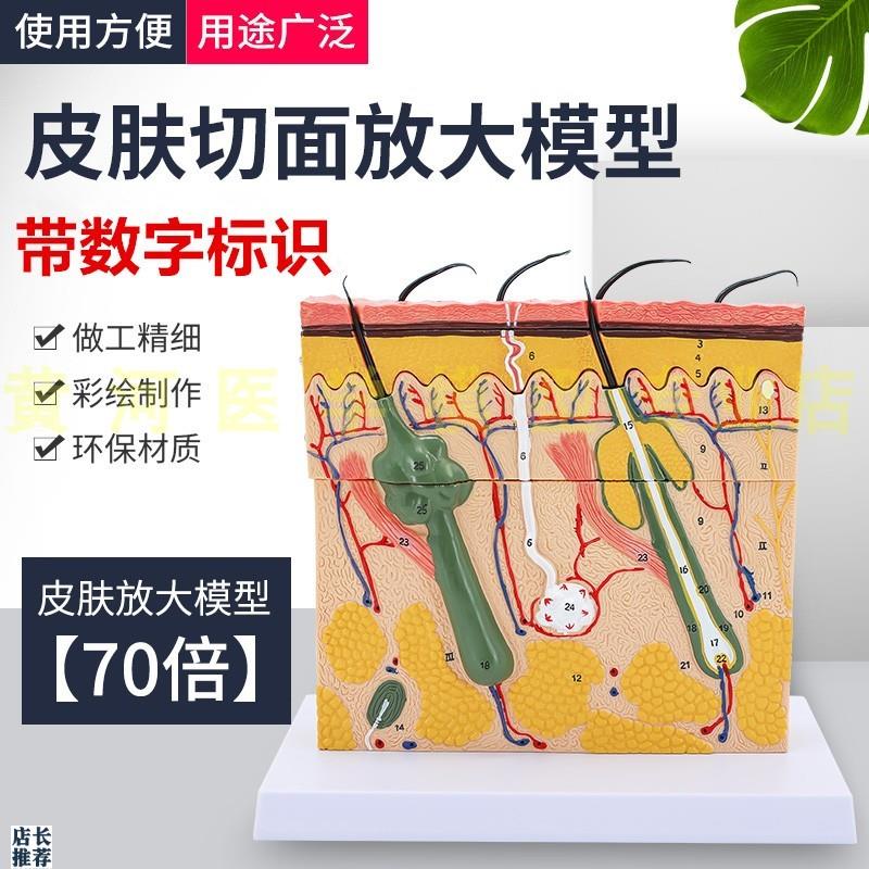 立体皮肤组织结构放大模型层次人体构造分层解剖模具美Y容整形毛