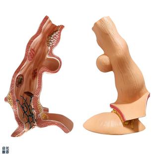 人体食管食道胃部k消化系统解剖模型解剖骨骼教学医学教具厂家包