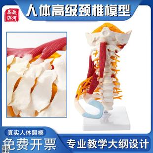 政河高级颈椎人i体骨骼模型带脑干肌肉神经软骨腰脊椎柱医院学校