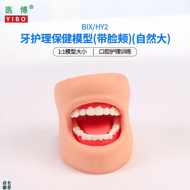 医博BIaX-HY2牙齿保健护理模型带脸颊正常大小1比1牙齿模型口腔护