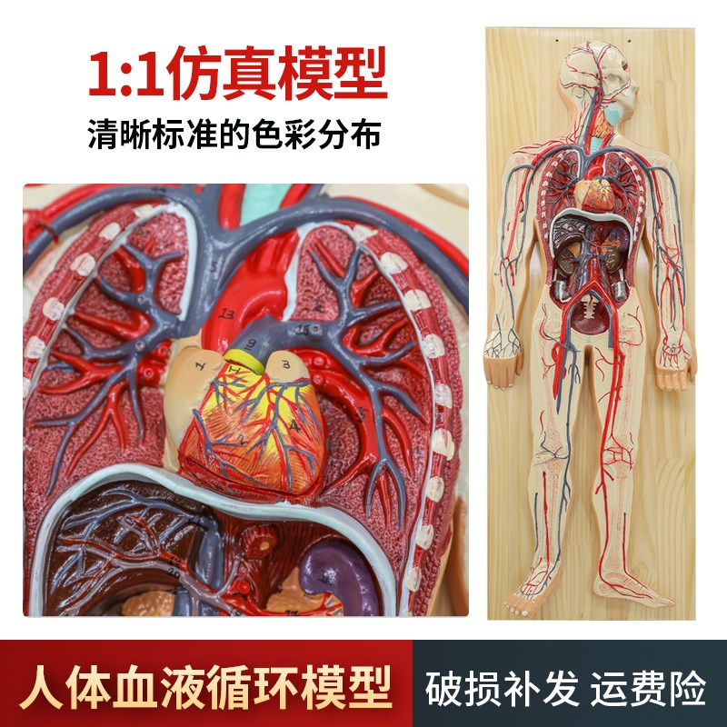 人体血液循环系统模型体肺循环心血管介入心脏解剖U动静脉神经血