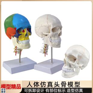 成人11头颅骨解剖标本医学仿真人G体头骨模型可拆卸彩色骷髅头