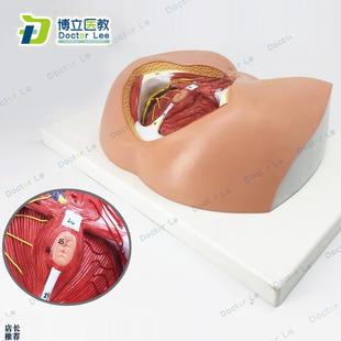 女性会阴模型血管神经骨盆底肌解剖生殖泌尿Y肛肠普外科