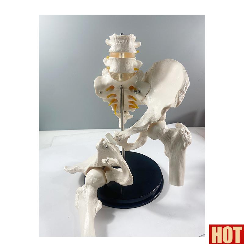 比1腰椎带骨盆关节可拆C卸骶髂耻骨联合股骨头康复正骨产后修复功