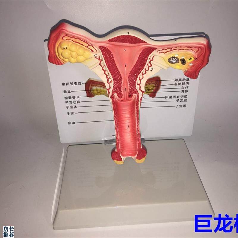 教学仿真子宫g模型女性内生殖系统器官解剖模型生殖结构模型带注