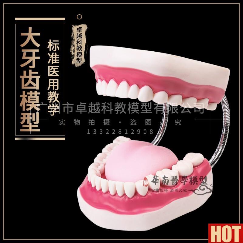 腔模型牙齿模型幼儿W园教具儿童刷牙玩具牙齿牙科模型假牙模型