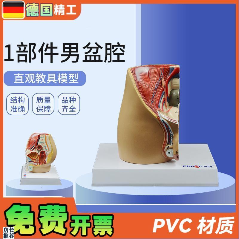 德国】成人小型男性矢状解t剖模型生殖系统男盆腔结构前列腺男科