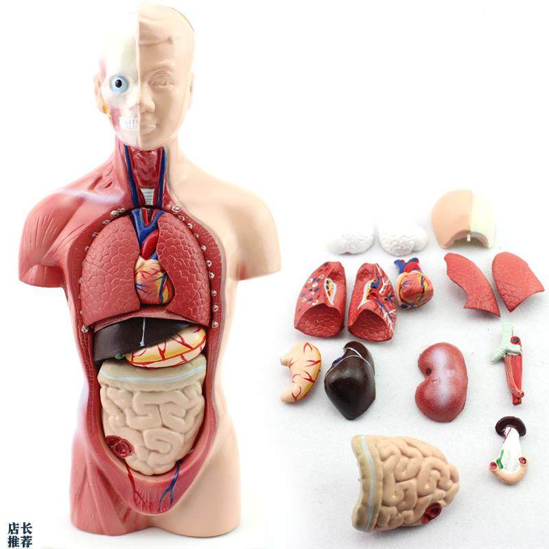 幼儿园/早教体验馆中小学教育26CM躯干模型人R体解剖器官结构模型