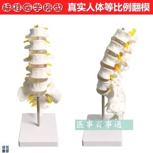 腰椎带尾骨模型腰椎模型骨骼模B型5节腰椎骨骼模型脊椎模型