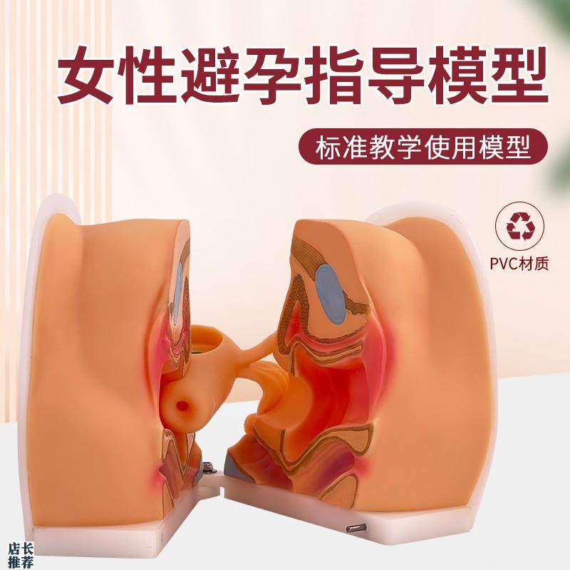 女性生殖解剖模型宫颈r检查子宫阴道卵巢妇科避孕生殖私密教学