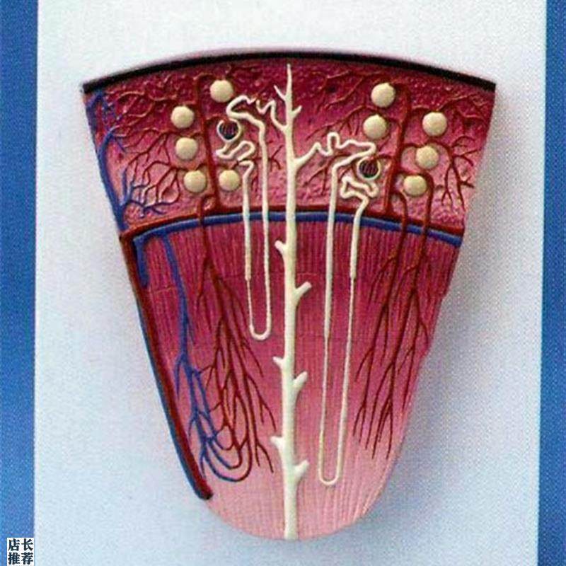 人体肾单位放i大模型肾脏解剖器官医用教学讲解展示
