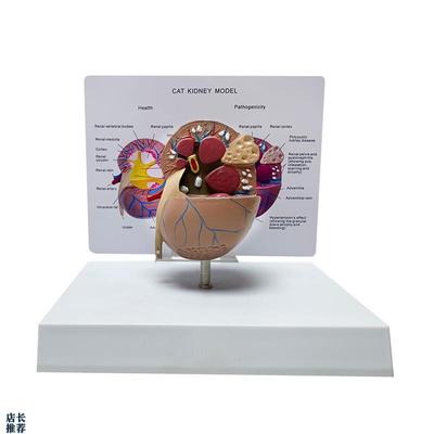 猫肾脏病态健康解剖o模型猫科宠物教学教具兽医医学模型厂家直销