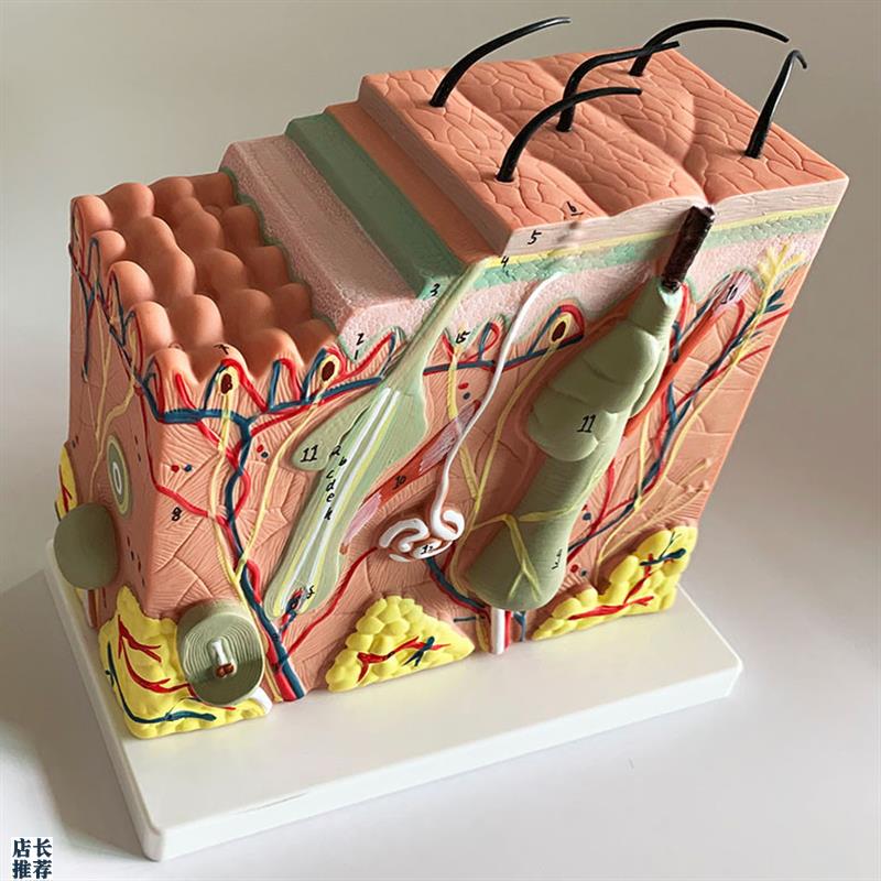 人体皮肤结构解剖模型表皮层次立A体构造缝合真皮表皮皮下组织包