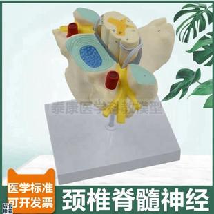 颈椎脊髓a模型脊神经根交感神经椎管蛛网膜硬脊膜临床麻醉医生教