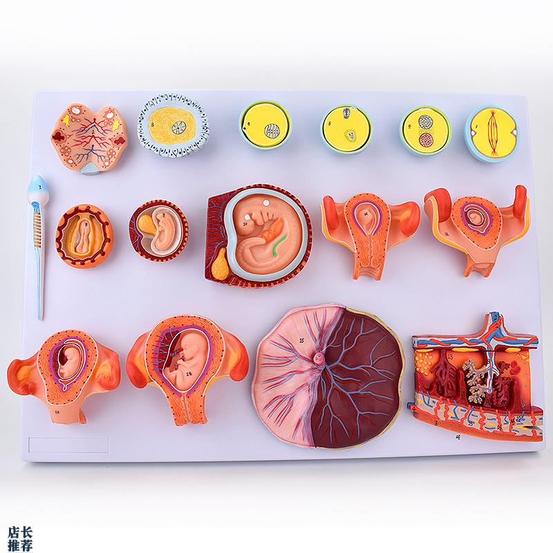 ENOVO颐诺受精与早期胚胎发B育过程模型组织胚胎教学示教模型