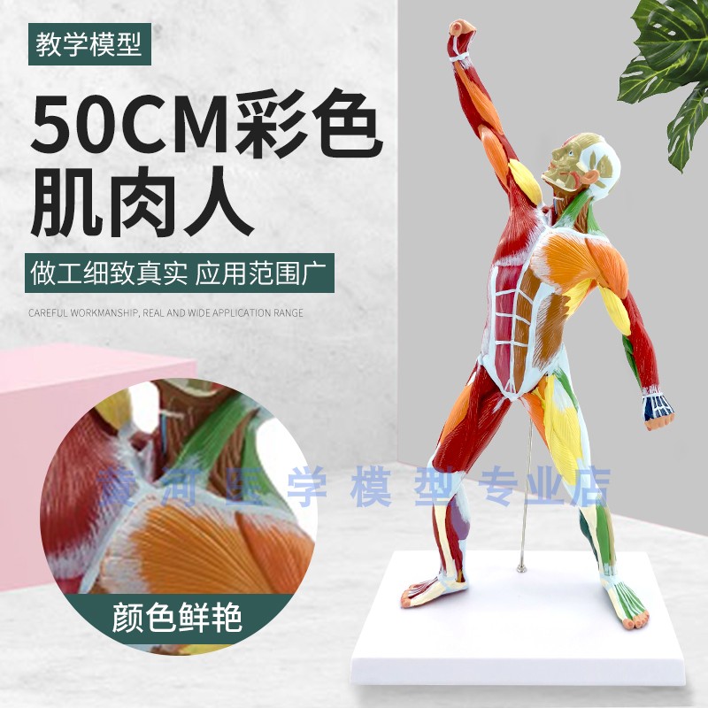 50cm人体运动肌肉模型 全身肌B肉模型 人体浅层肌肉解剖标本 彩色