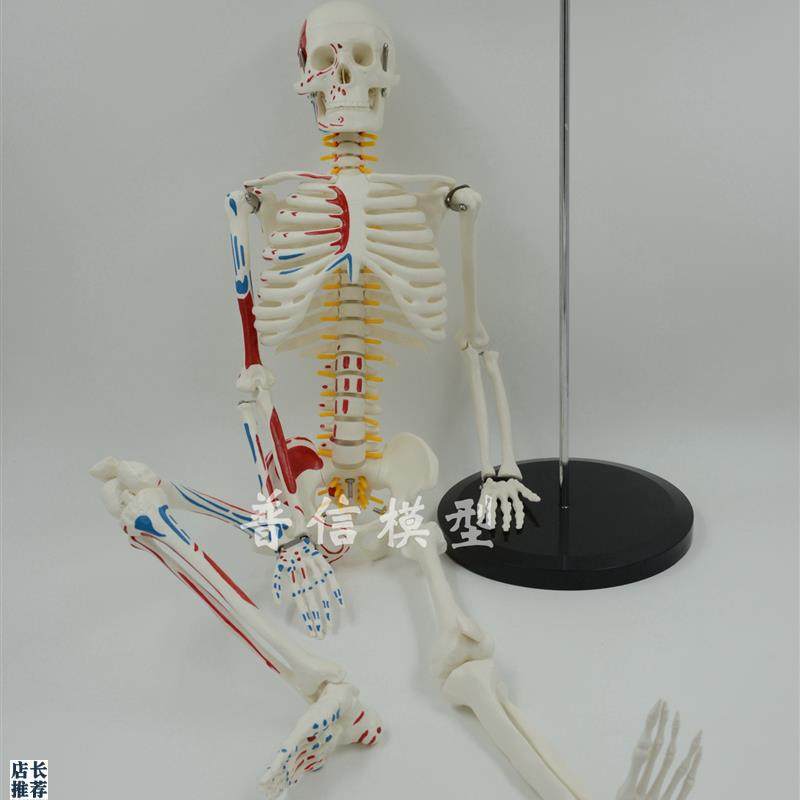 普信肌肉起止点骨骼85cm写色骨架人体M可活动骨骼模型椎间盘