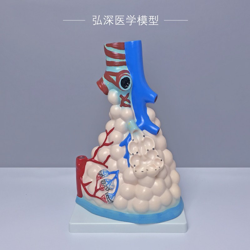 肺泡放大模型人体肺部q解剖内脏器官呼吸系统支气管树医学教学模