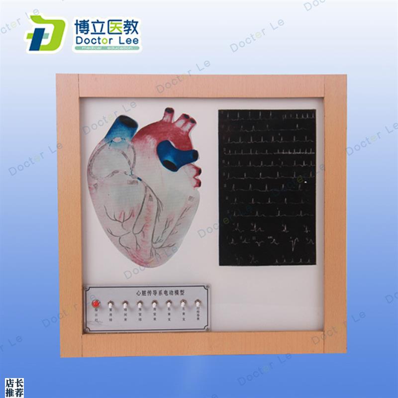 人体心脏传导系电动o模型医学教学用标本传导系和心电图电动模型