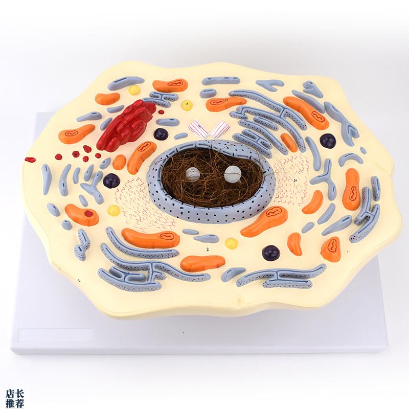 ENOVaO颐诺动物细胞模型生物教学标本动物细胞结构