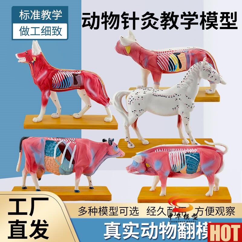 体针灸穴位H教学模型 动物针灸教学用模型 宠物中医针灸模型 ZH32