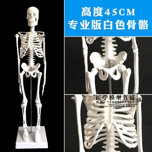 5CM人体骨骼模型 美术医用骨架X模型45cm 骨骼标本 骨骼解剖模型